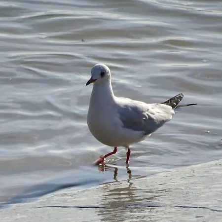 Semesterbostad Les Pieds Dans L'eau... Au Chaud !!! *